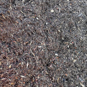 Forest Floor